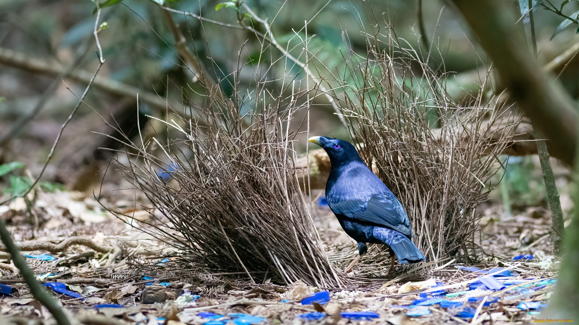животные, птицы, птица