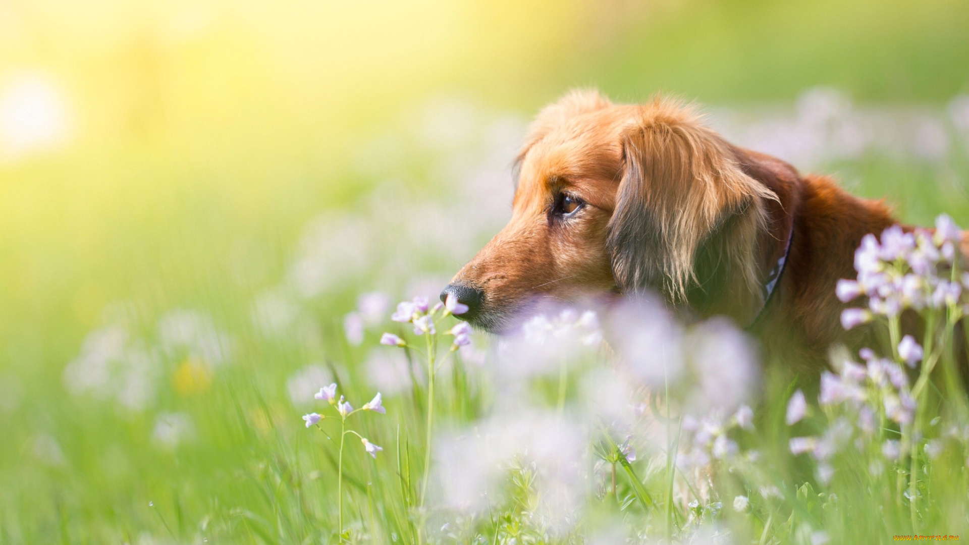 животные, собаки, трава, природа, портрет, собака, профиль, мордашка, боке