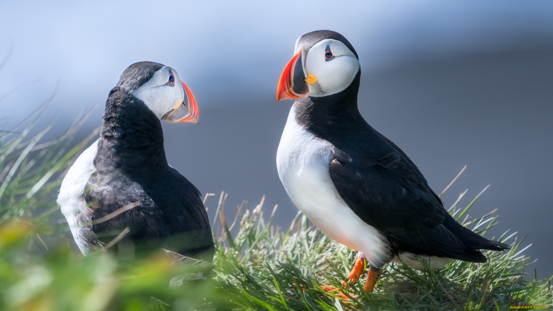 животные, тупики, птицы, тупик, парочка, две