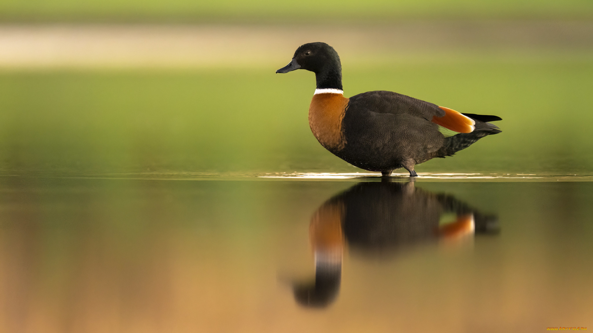 животные, утки, утка