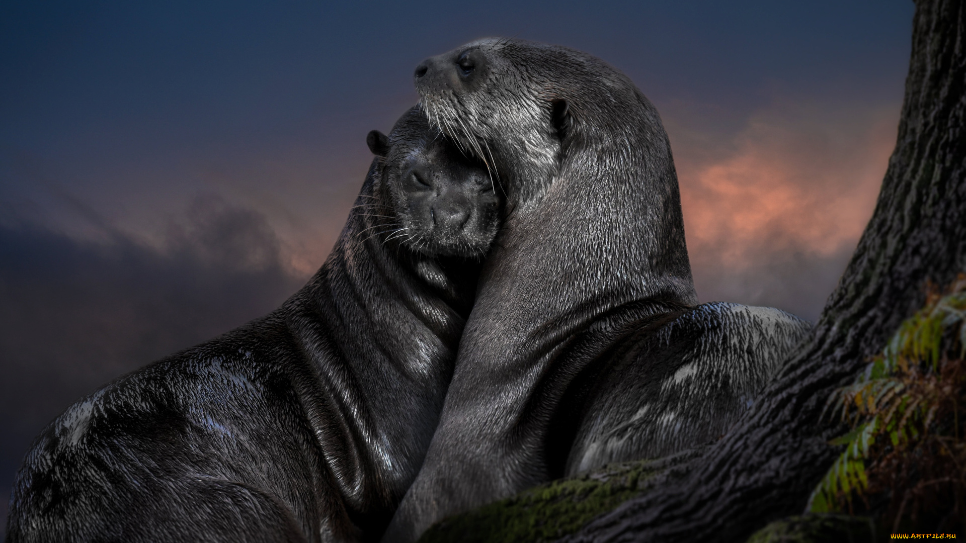 животные, выдры, , каланы, , ондатры