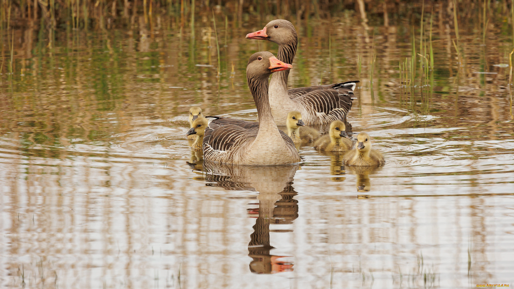 животные, гуси