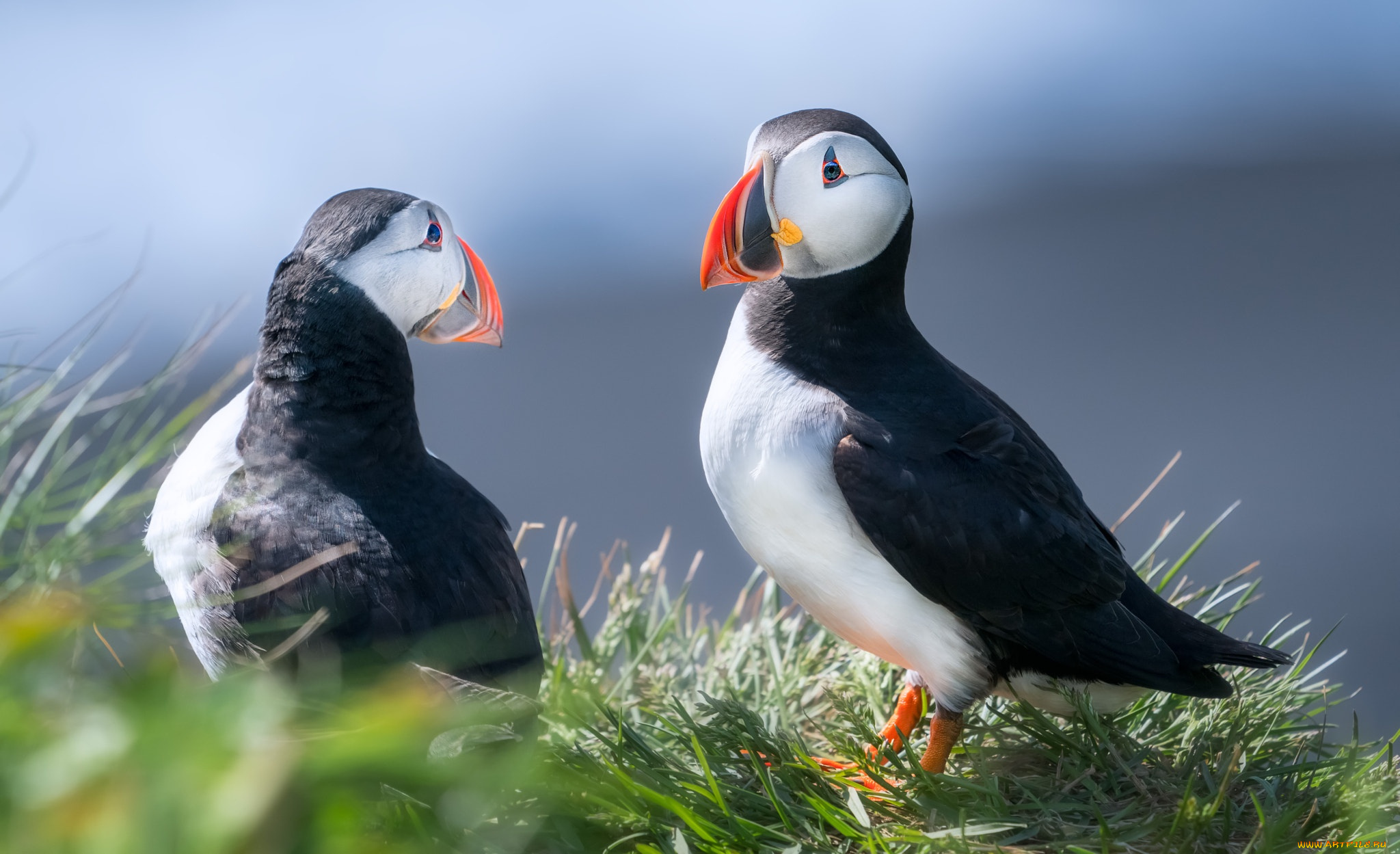 животные, тупики, птицы, тупик, парочка, две