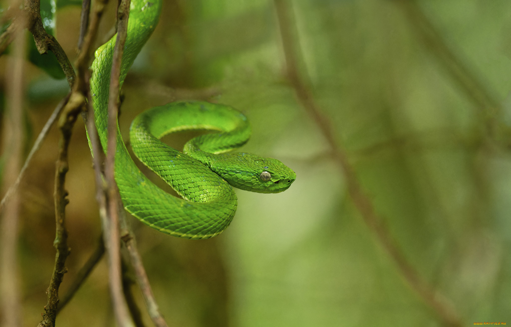 животные, змеи, , питоны, , кобры, зелёная