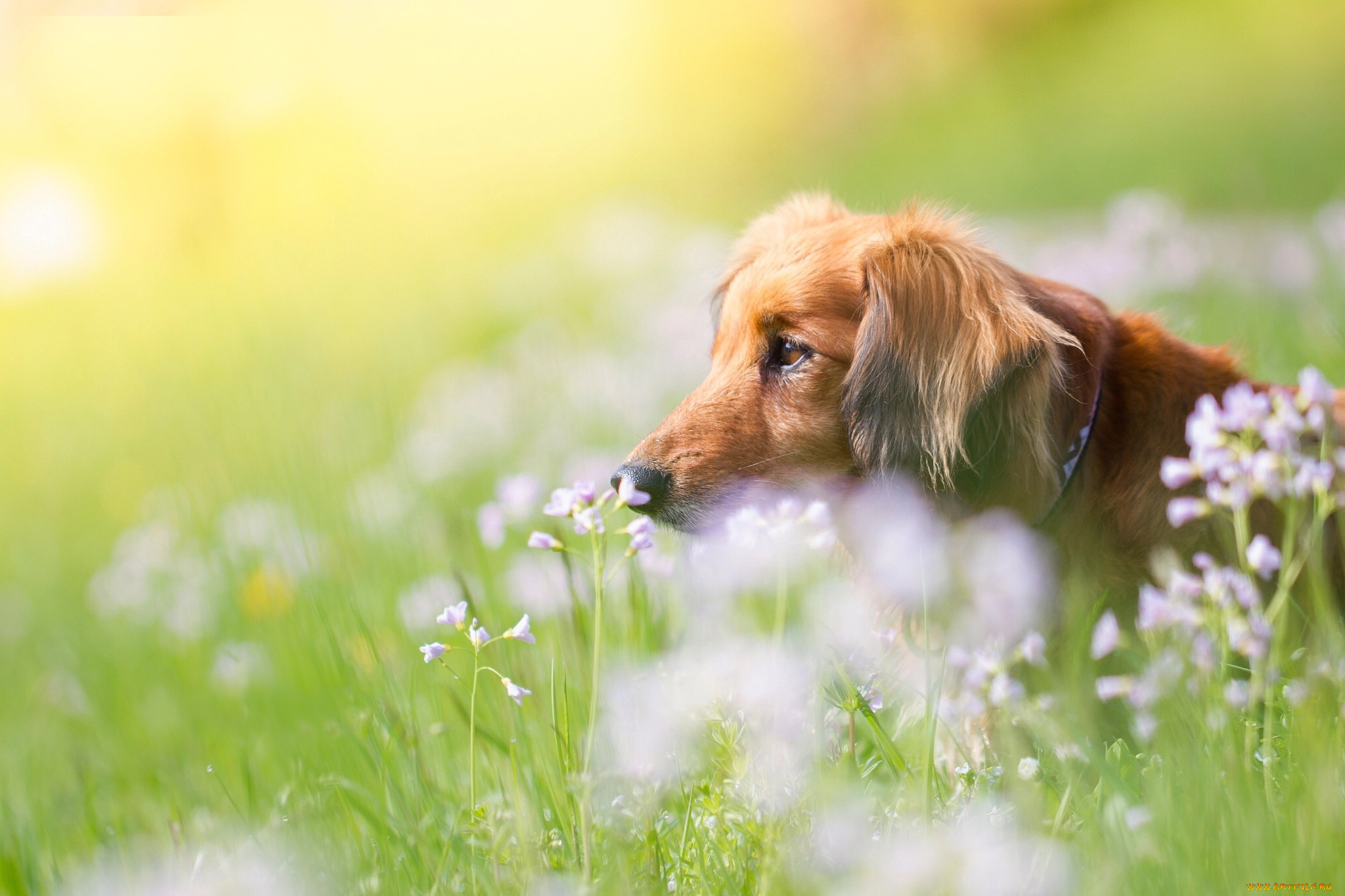 животные, собаки, трава, природа, портрет, собака, профиль, мордашка, боке