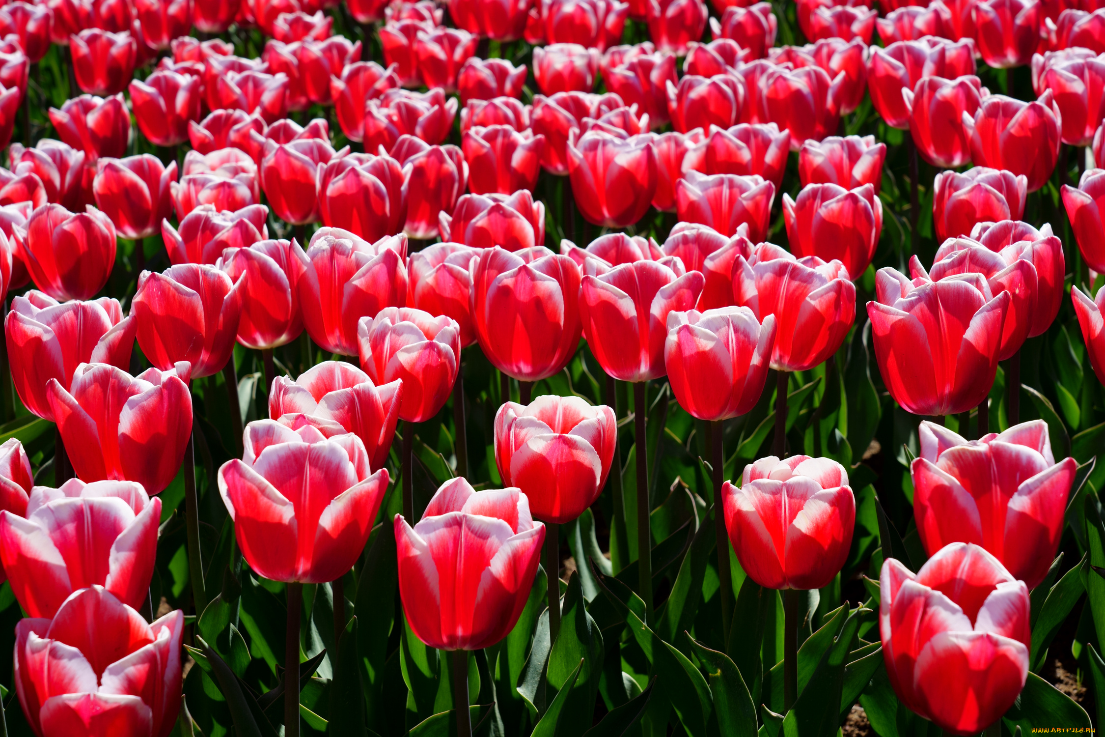 цветы, тюльпаны