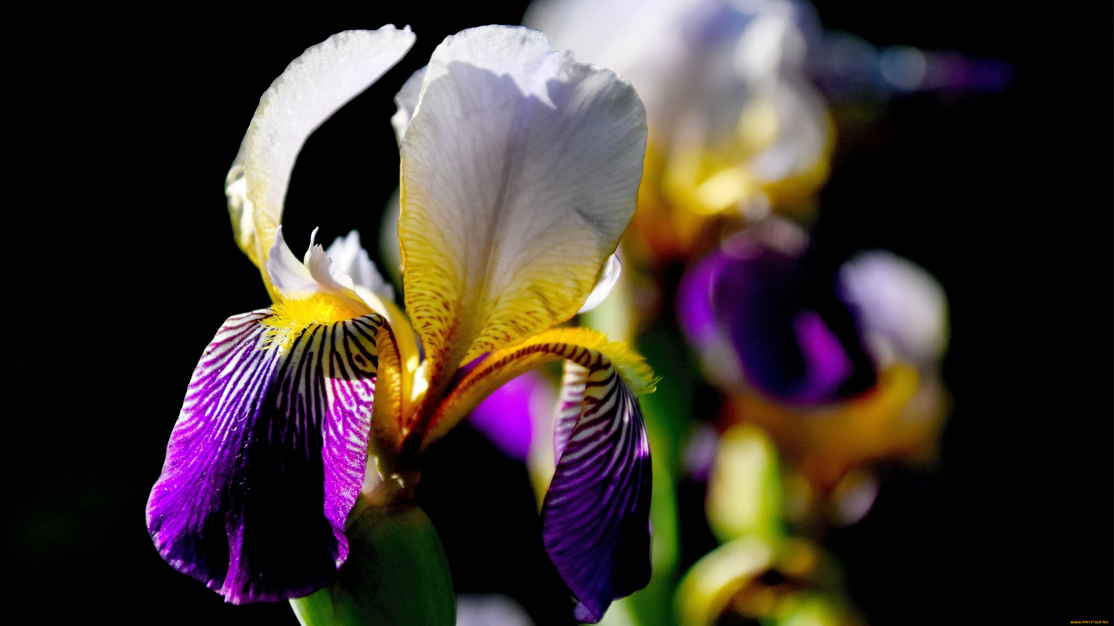 цветы, ирисы, ирис