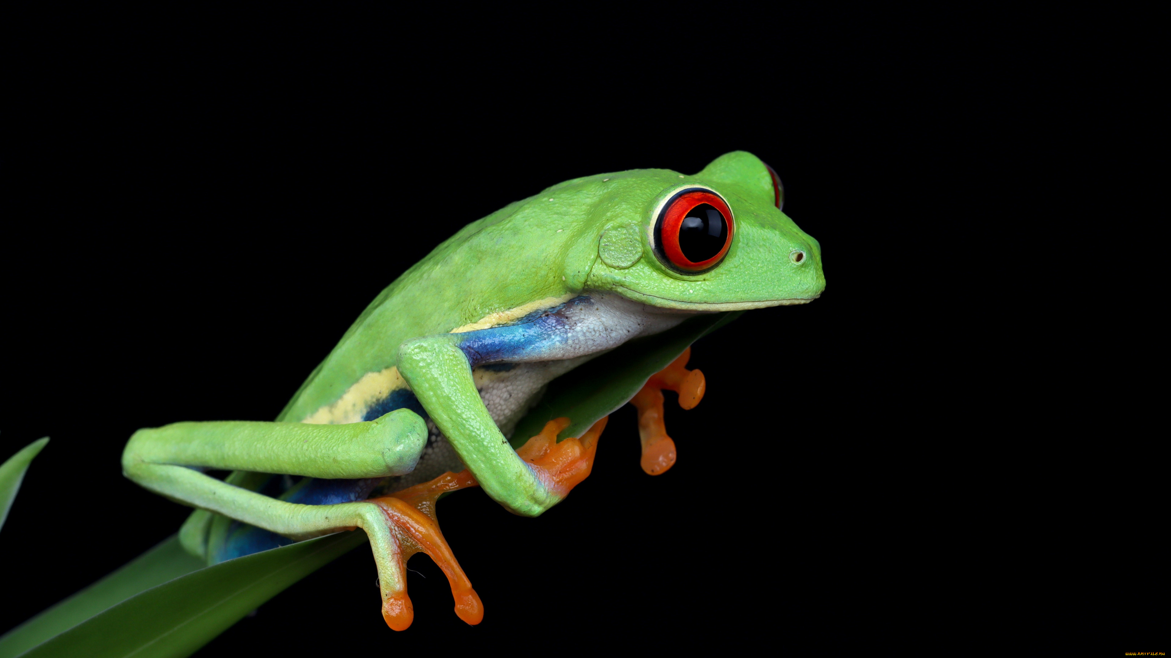 животные, лягушки, взгляд, поза, листок, лягушка, зеленая, боке, древесная, красноглазая, квакша
