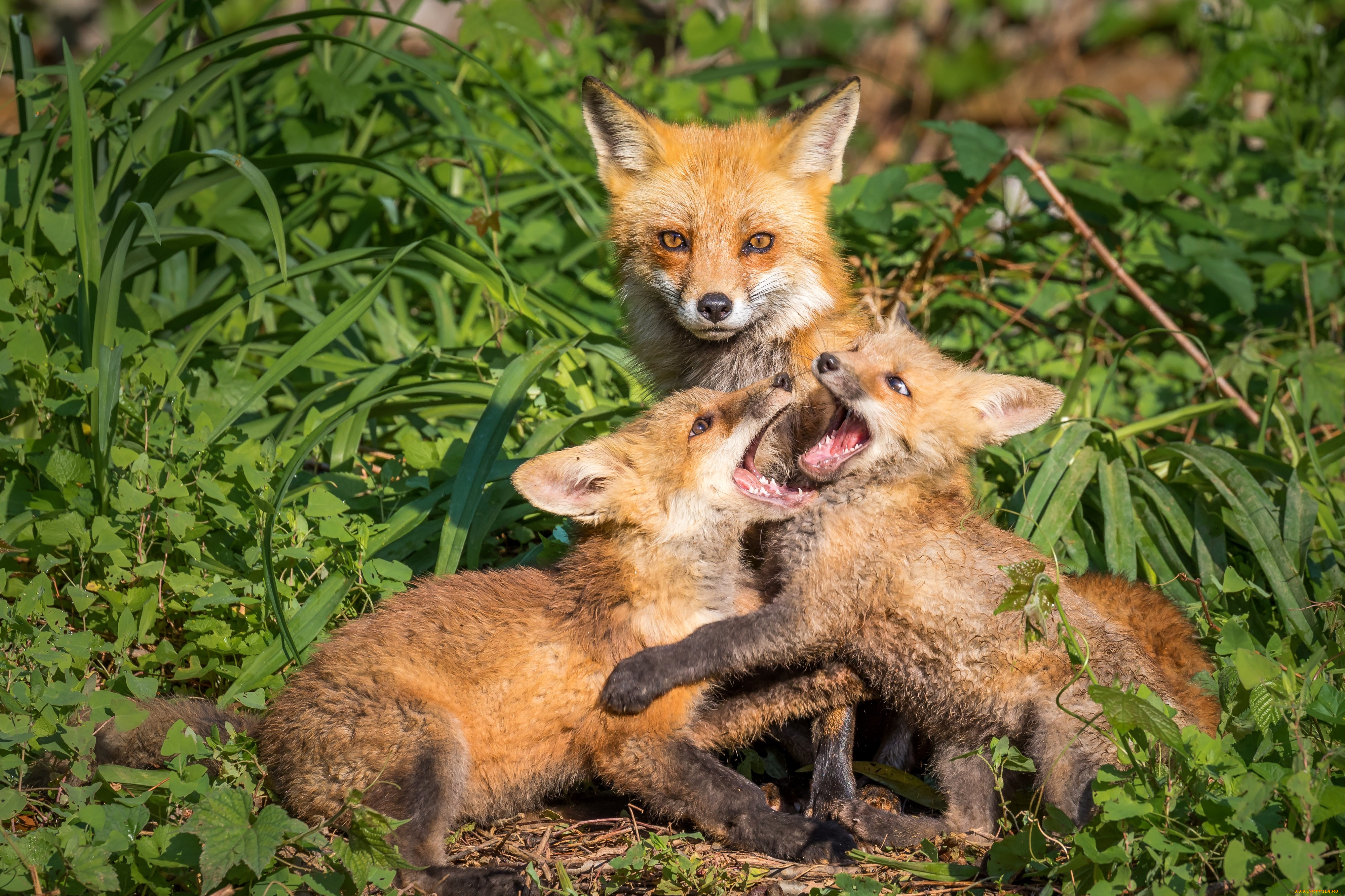 животные, лисы, лиса, лисята