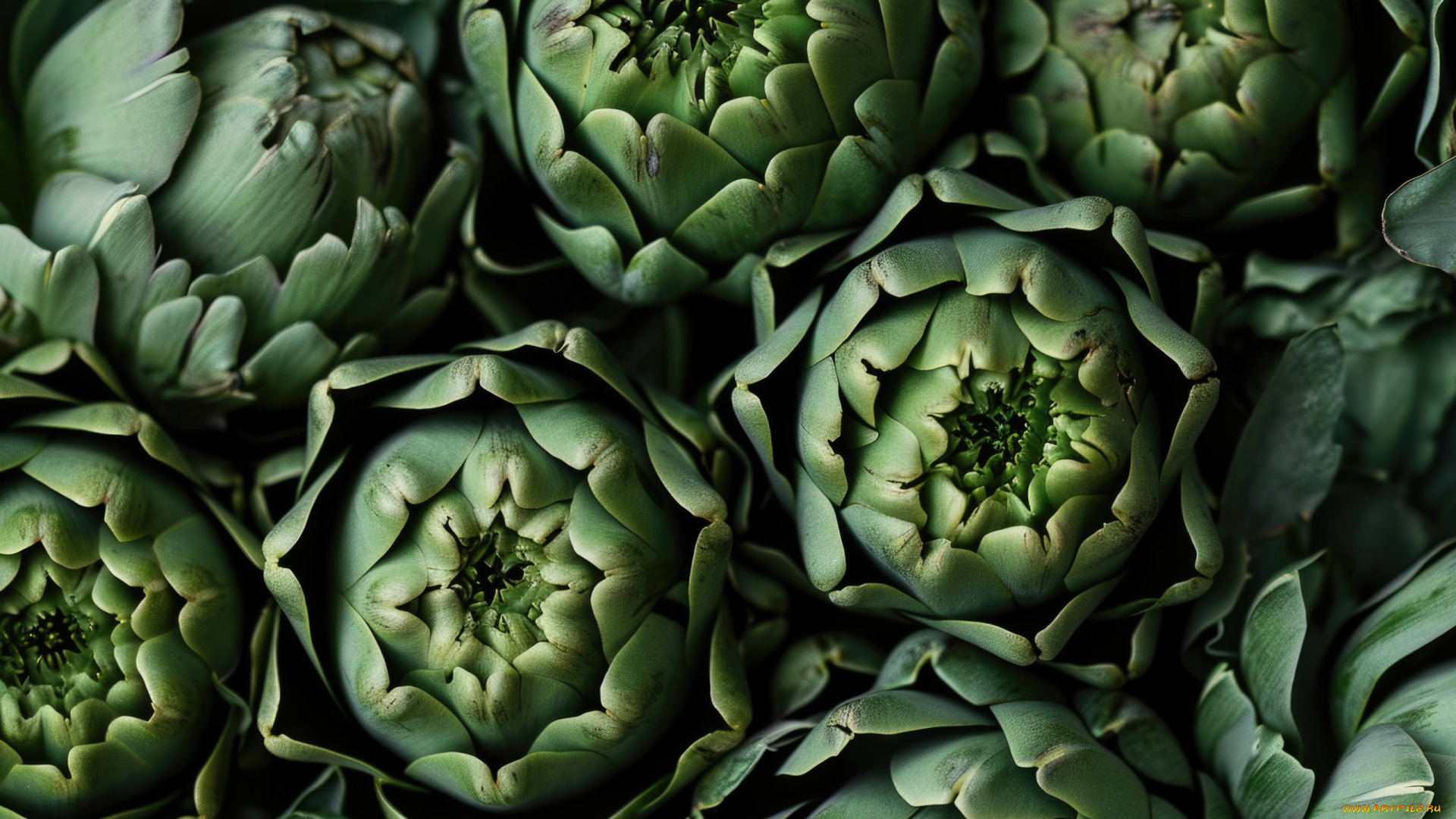 еда, артишок, артишоки, макро