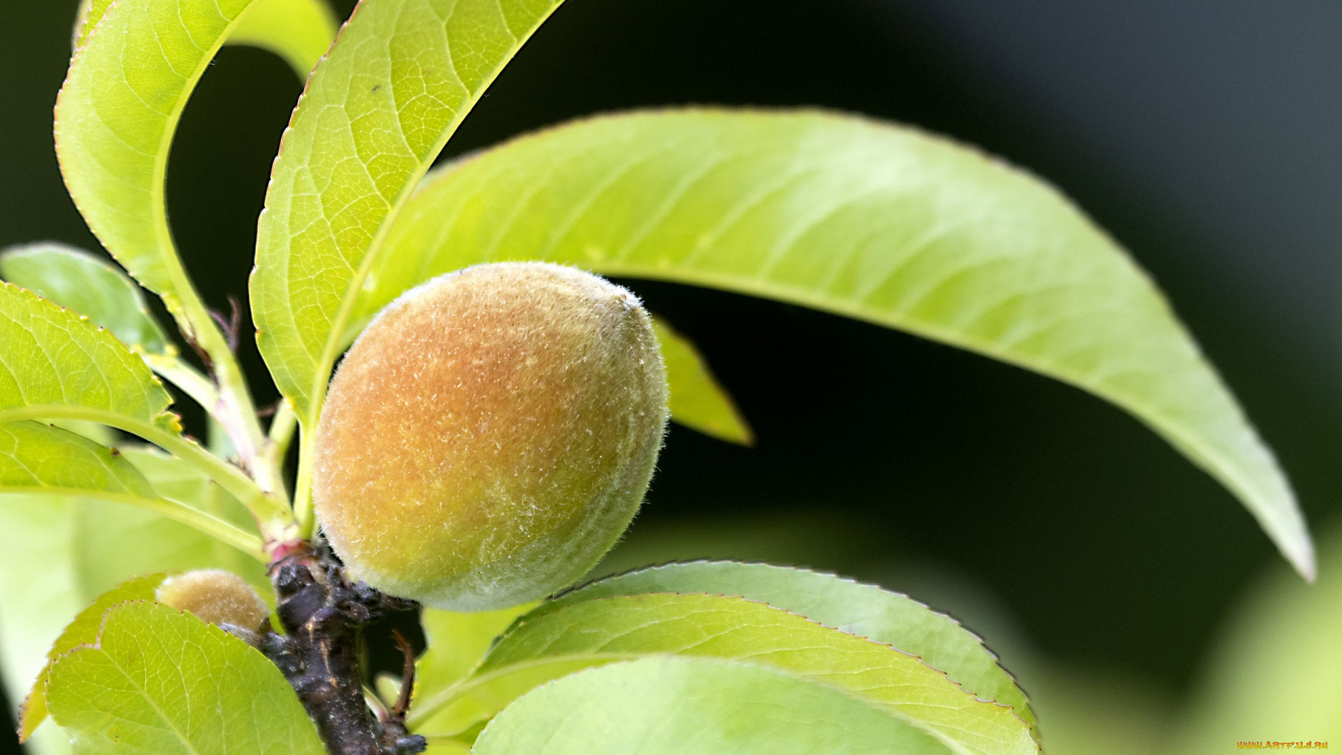 природа, плоды, песик