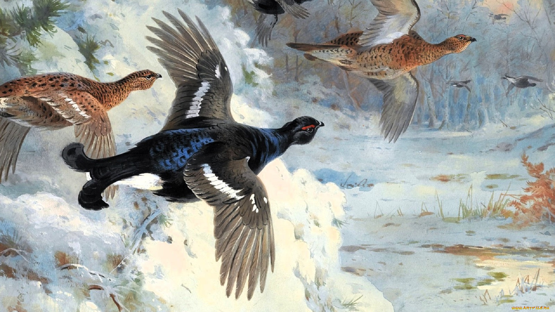 рисованное, archibald, thorburn, птицы, тетерева, снег, зима