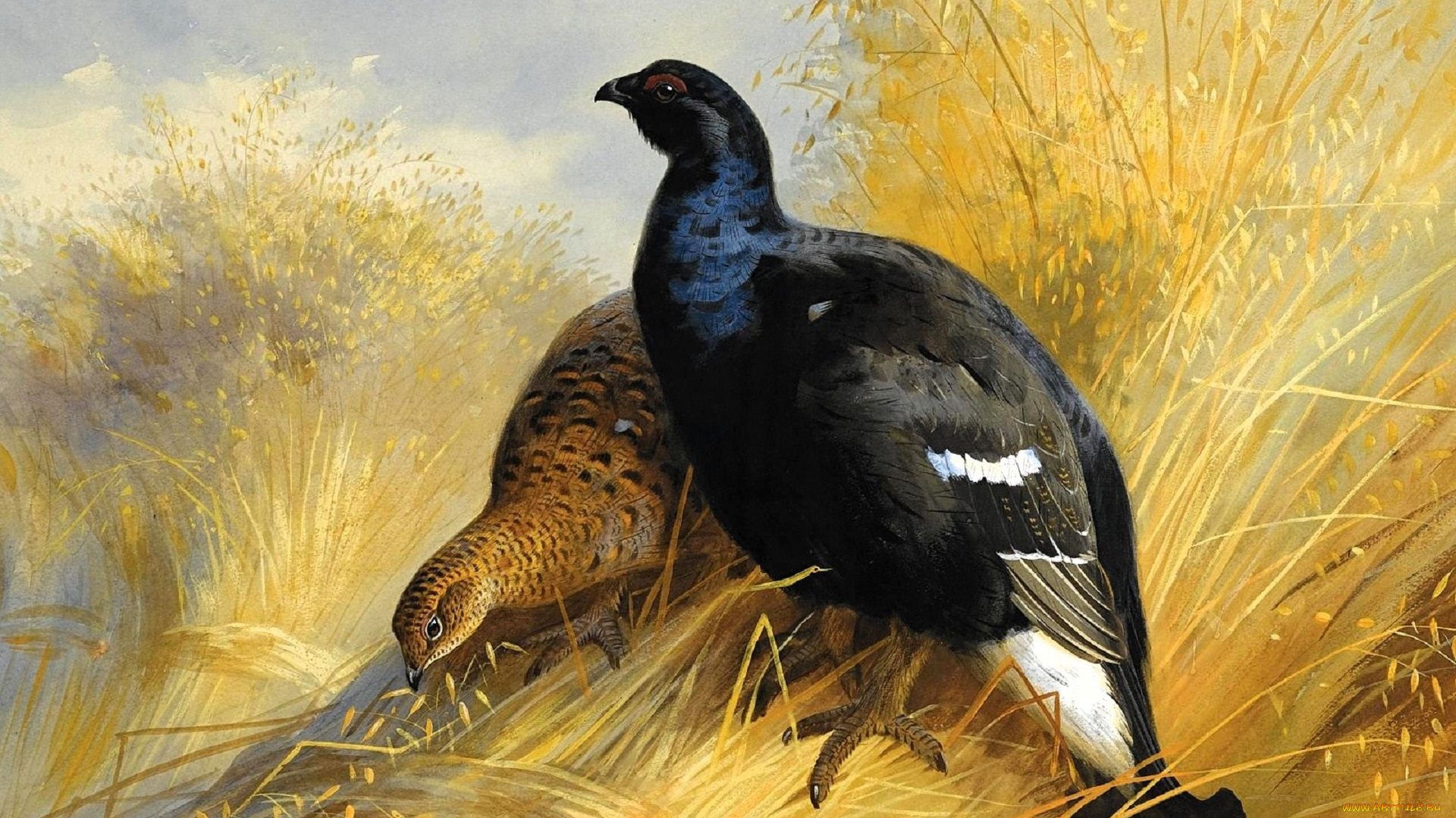 рисованное, archibald, thorburn, тетерева, трава, поле