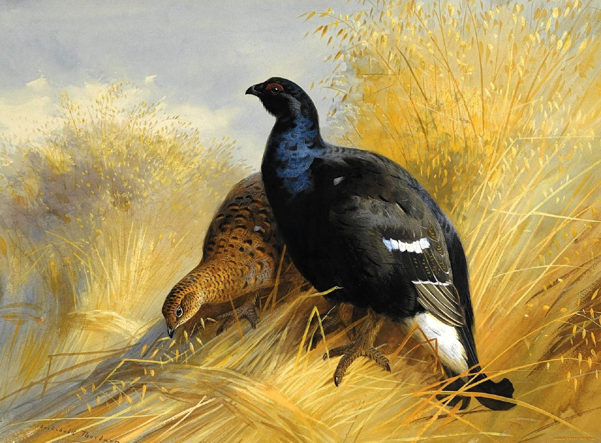 рисованное, archibald, thorburn, тетерева, трава, поле