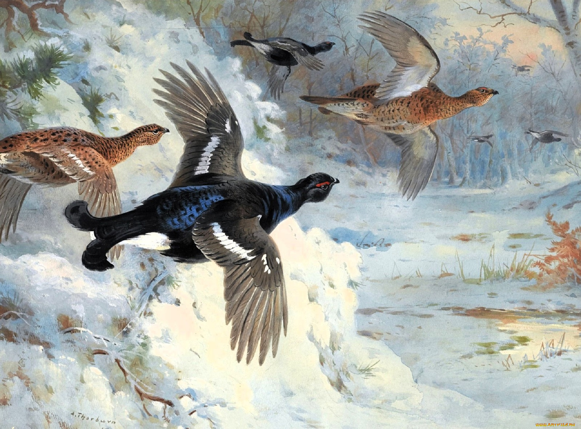 рисованное, archibald, thorburn, птицы, тетерева, снег, зима