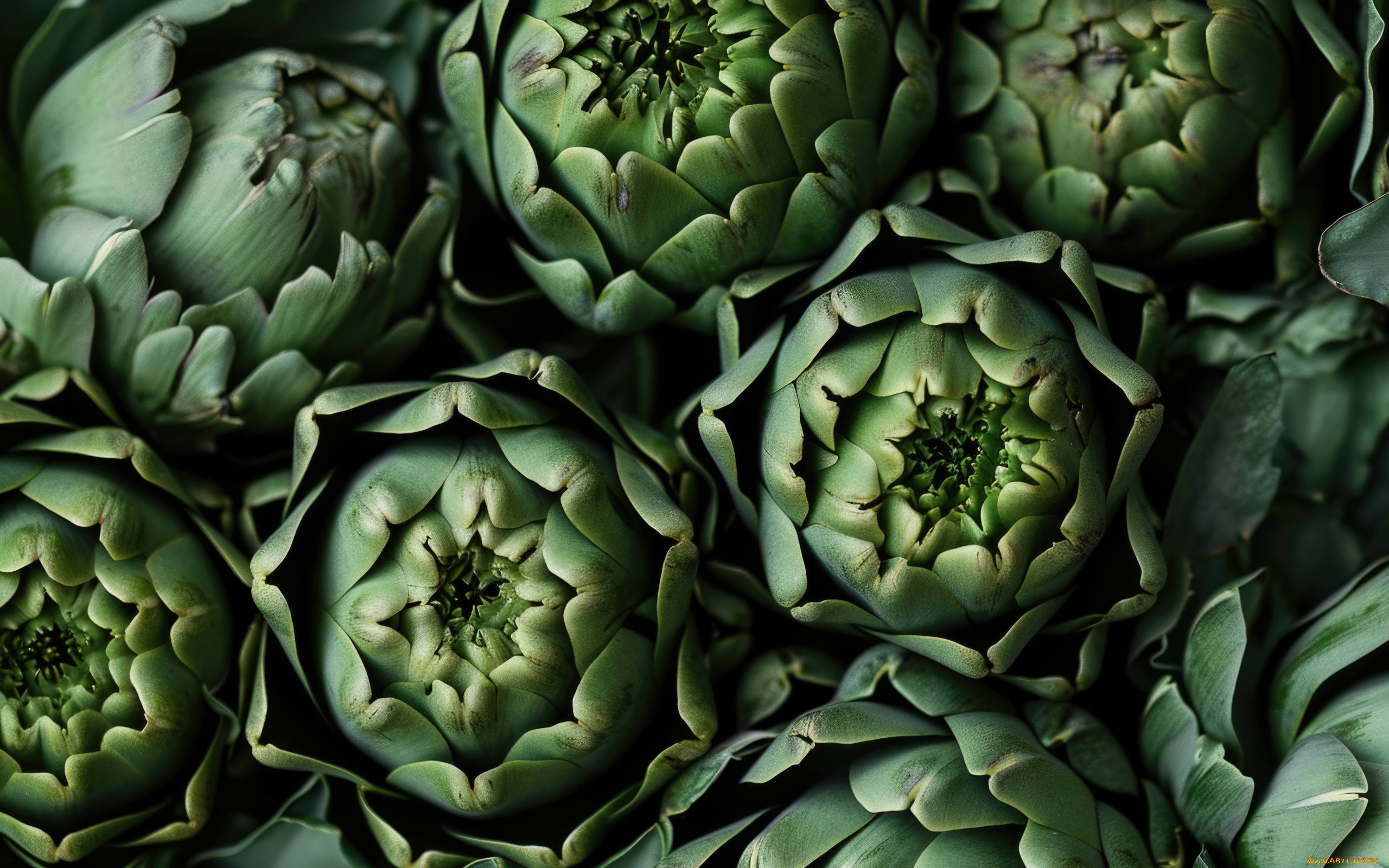 еда, артишок, артишоки, макро