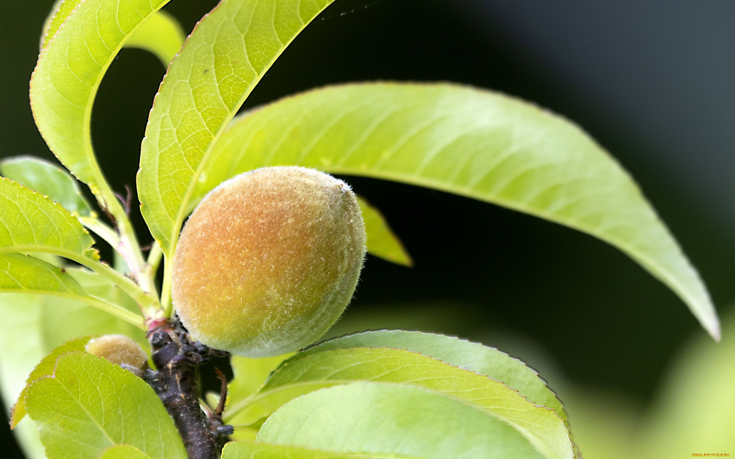 природа, плоды, песик