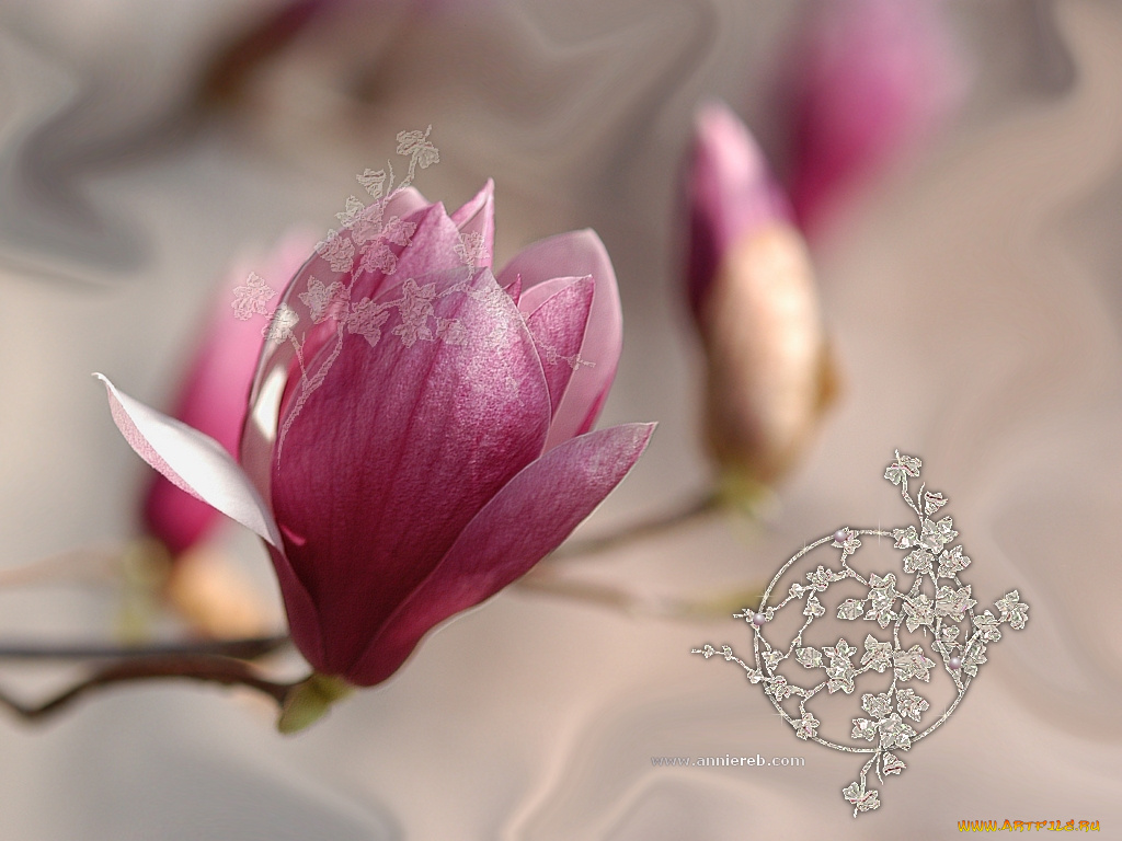 цветы, магнолии