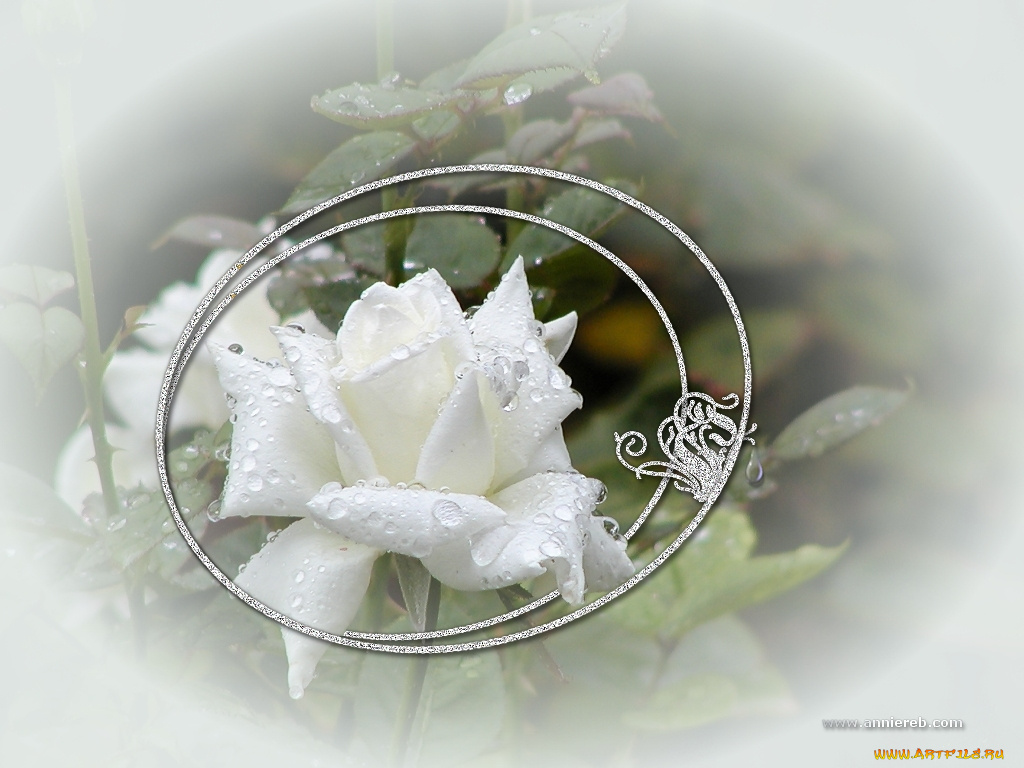 цветы, розы