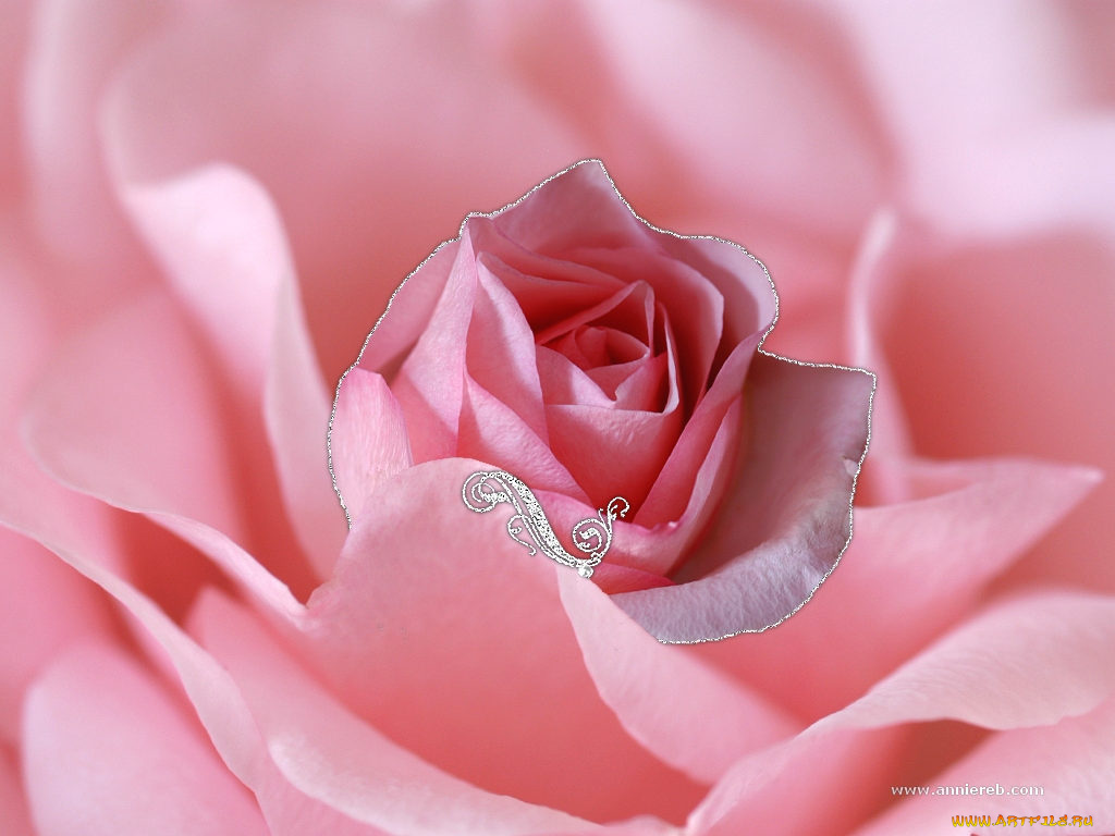 цветы, розы