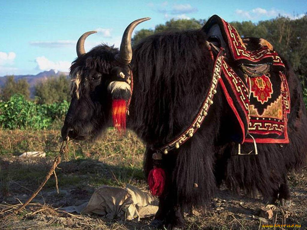 животные, коровы, буйволы