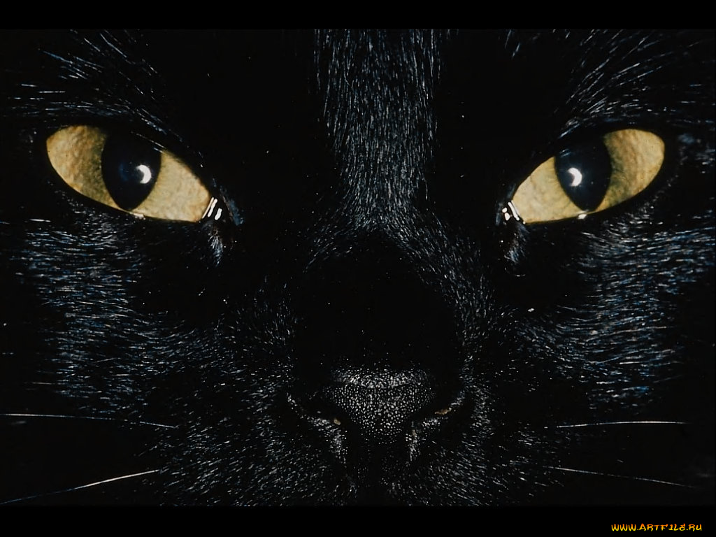 животные, коты