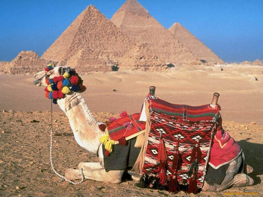 животные, верблюды