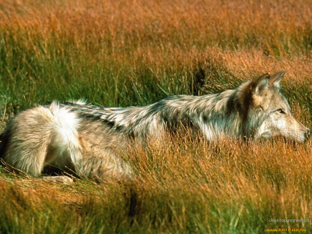 животные, волки