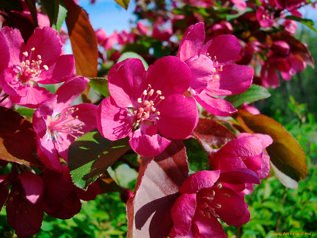цветы, цветущие, деревья, кустарники