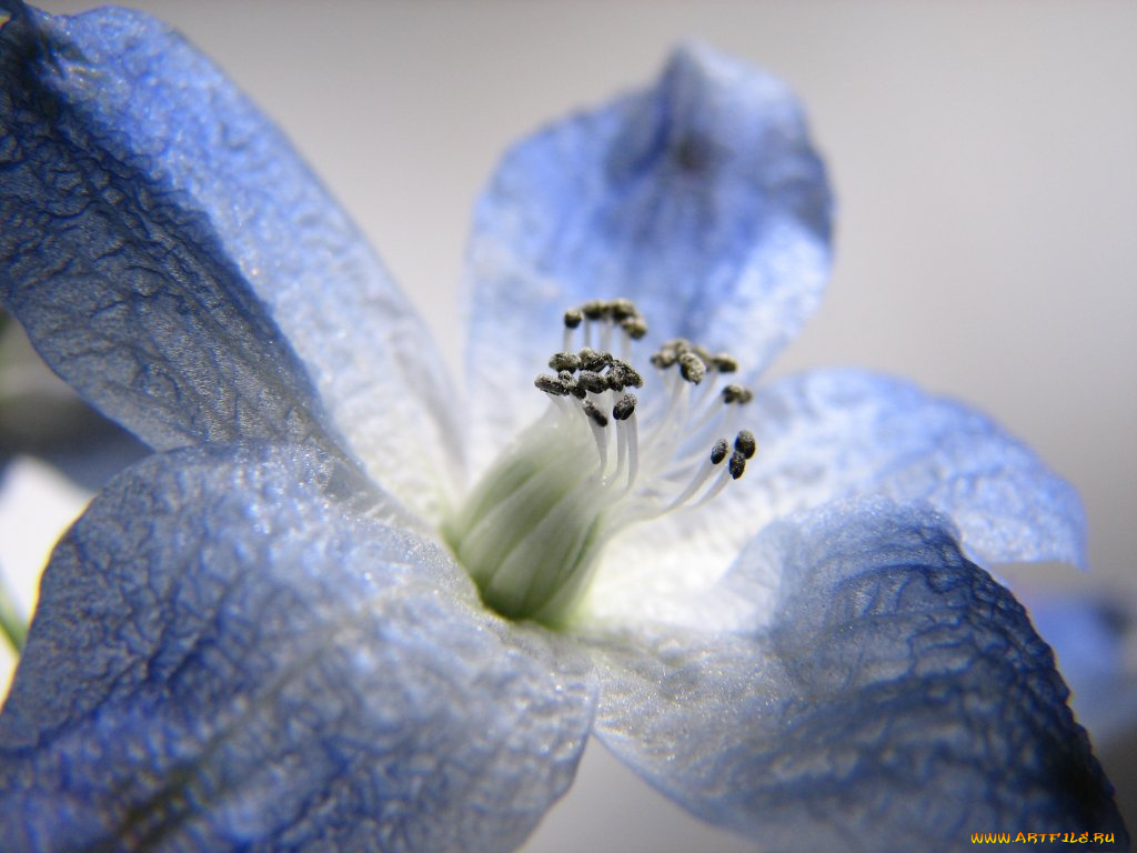 цветы, дельфиниум