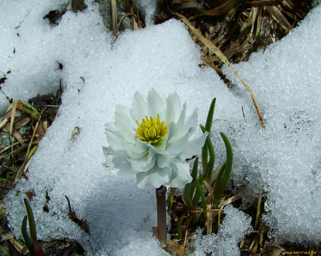 цветы, анемоны, адонисы