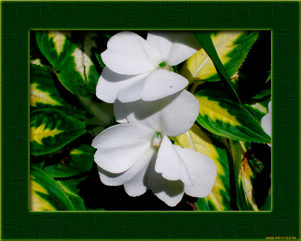 цветы, бальзамины