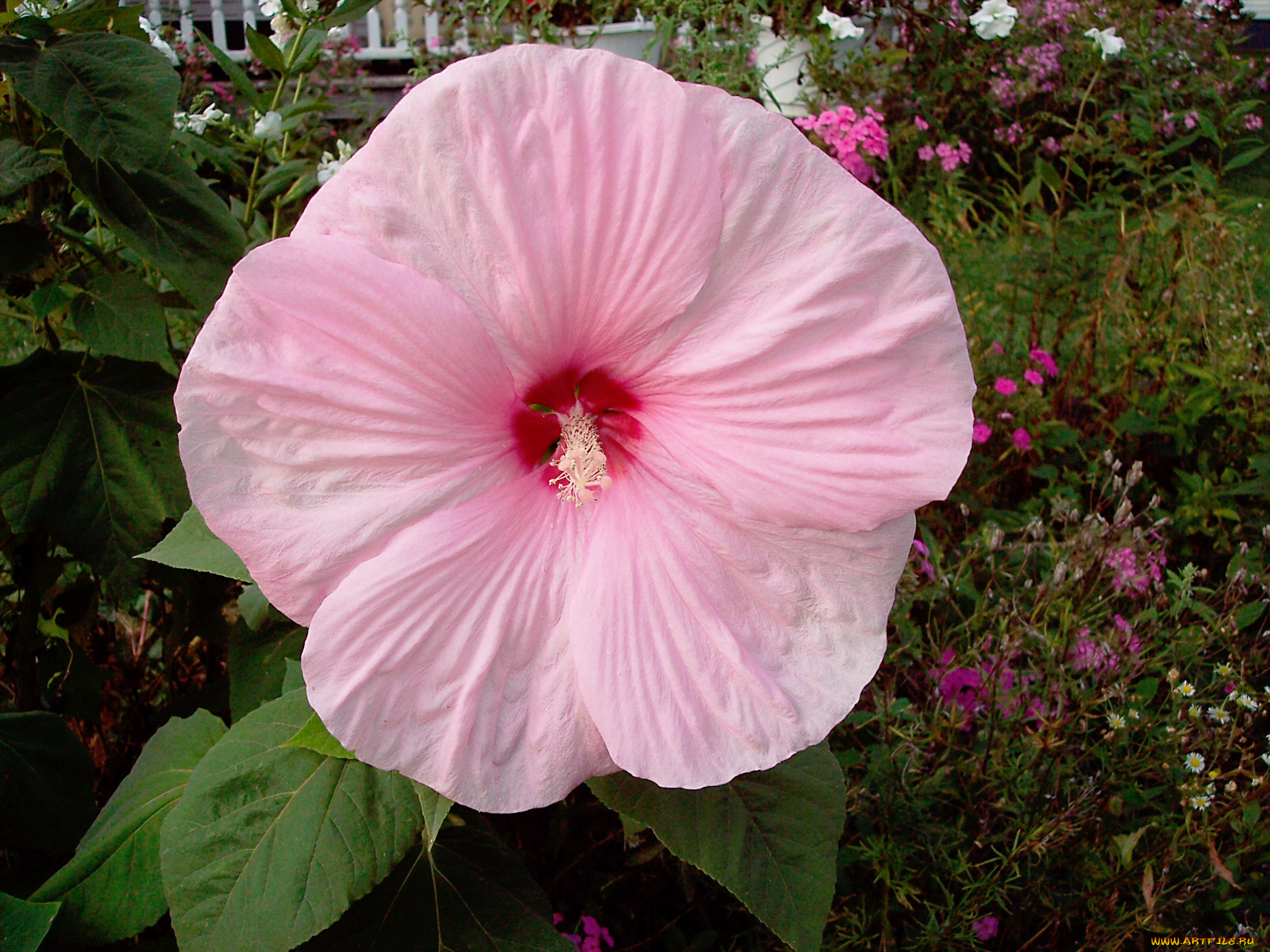 цветы, лаватера