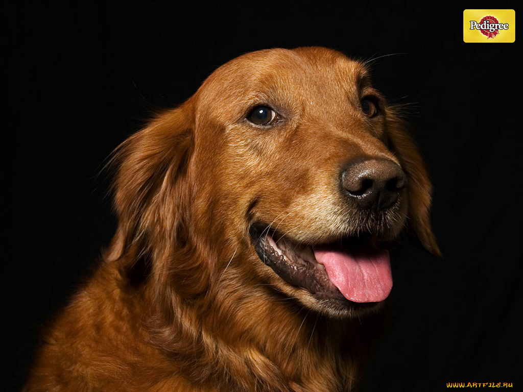 бренды, pedigree