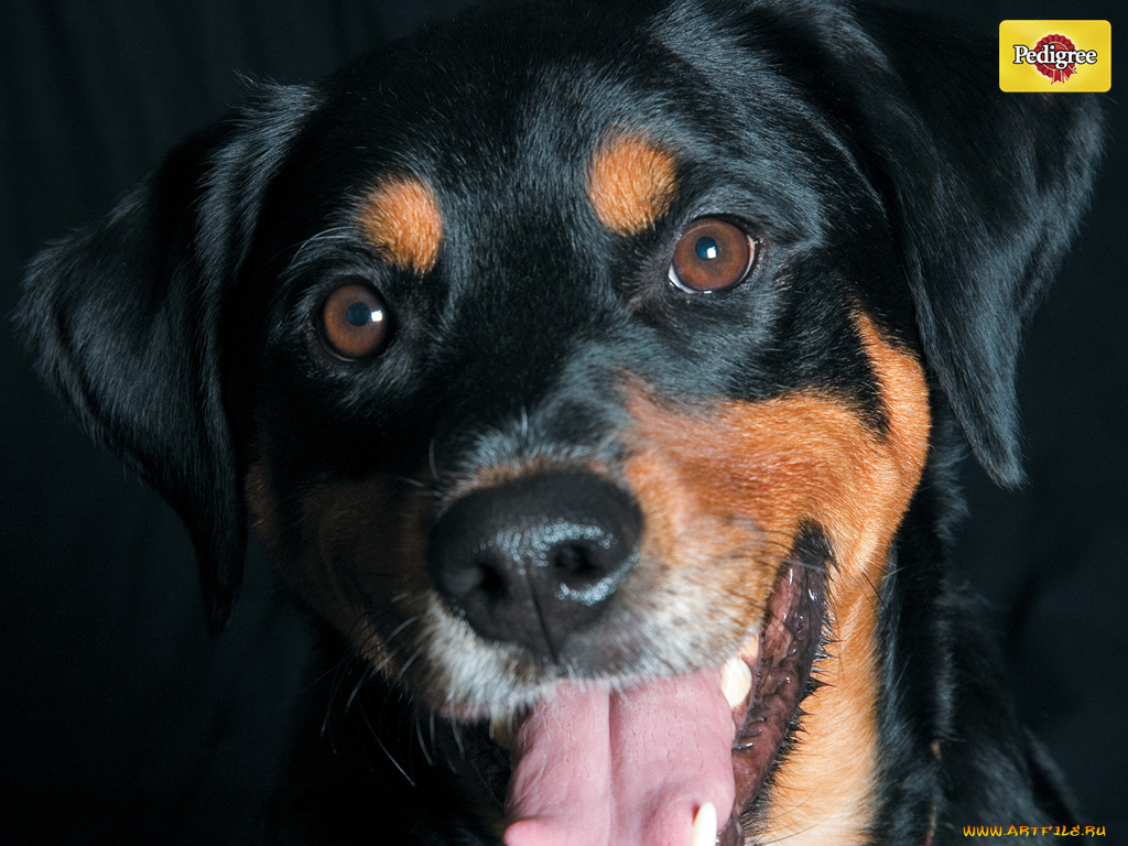 бренды, pedigree