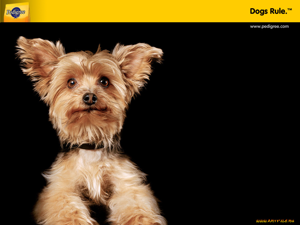 бренды, pedigree