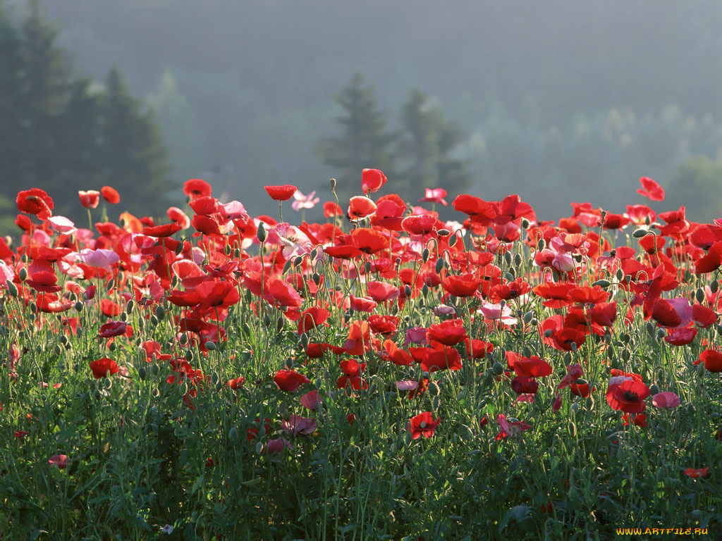 цветы, маки