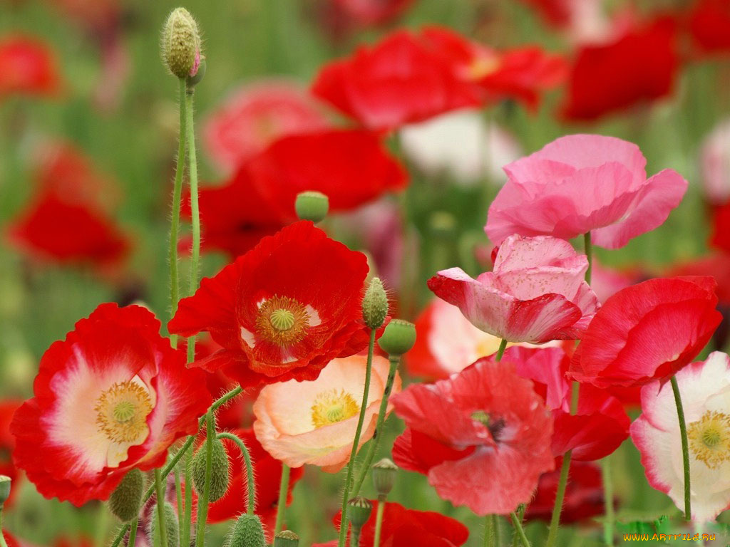 цветы, маки