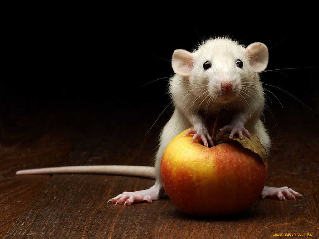 животные, крысы, мыши