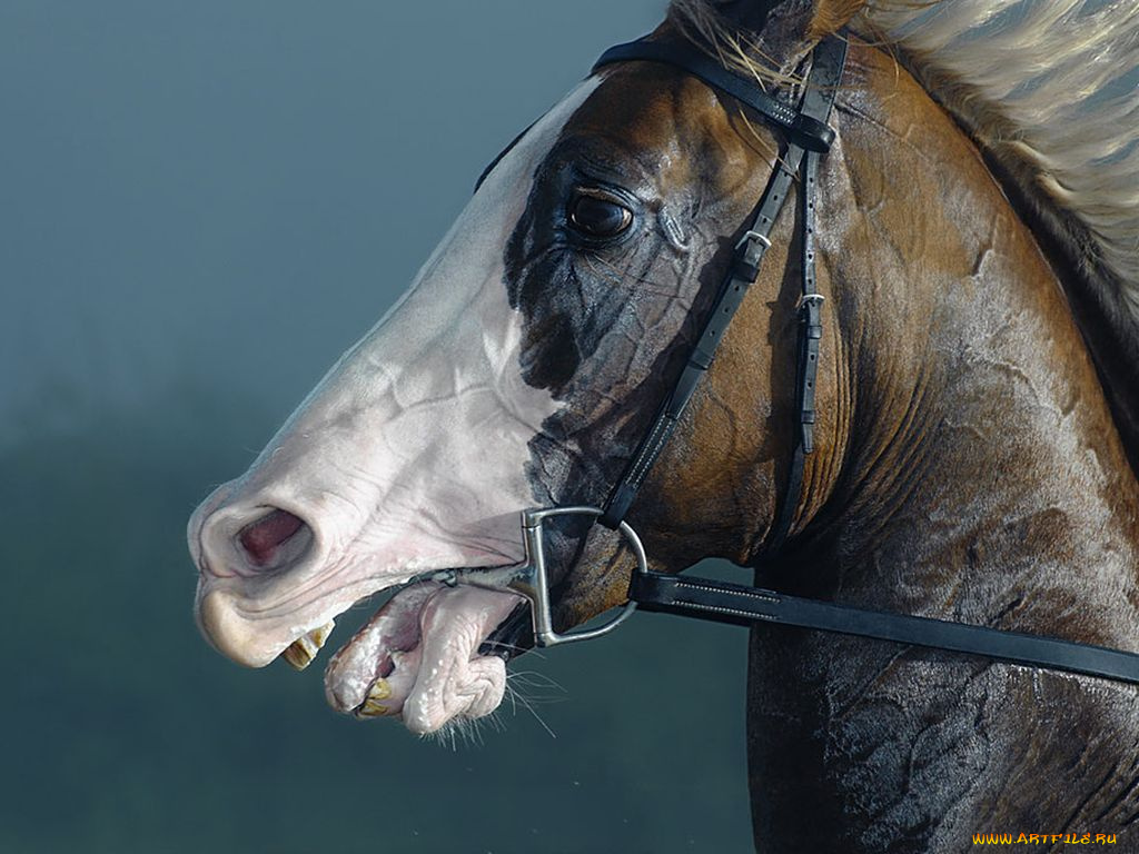 животные, лошади