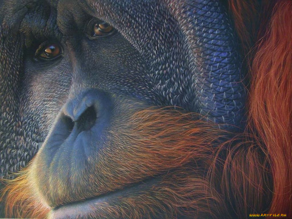 животные, обезьяны