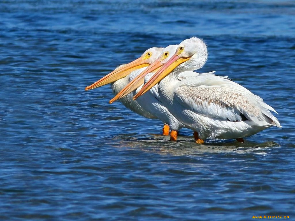 животные, пеликаны