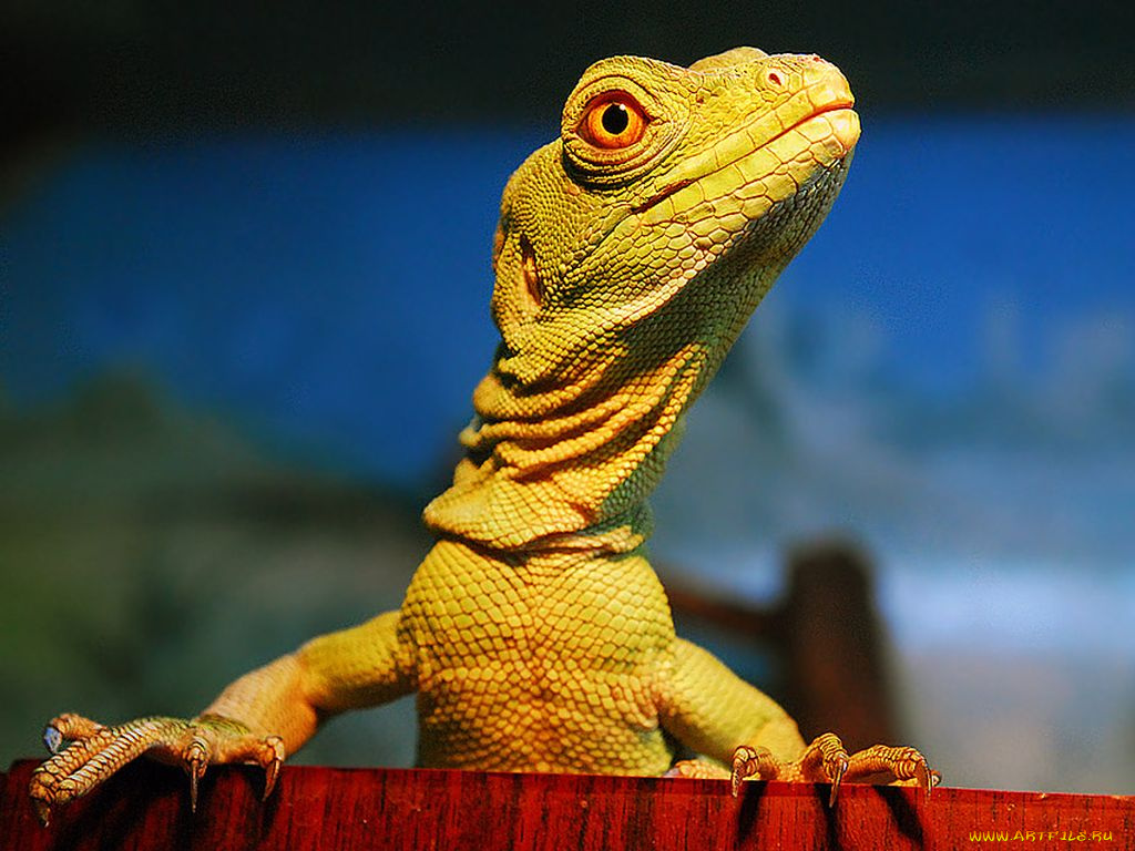 животные, Ящерицы, игуаны, вараны