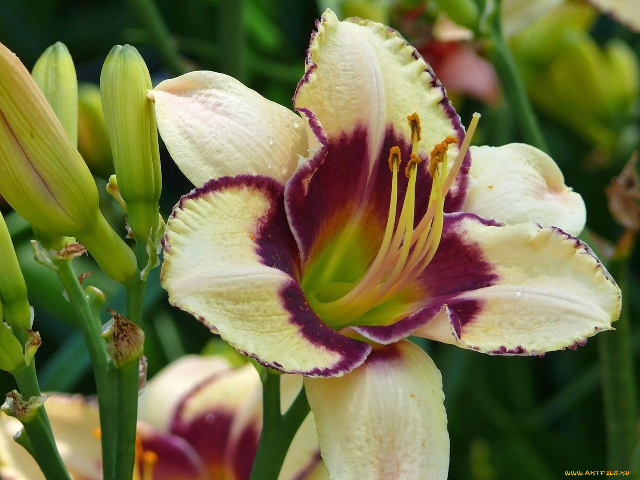 цветы, лилии, лилейники