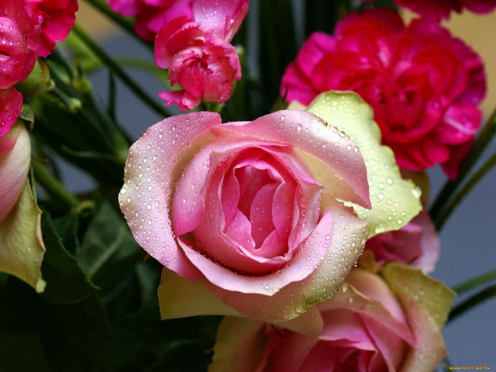 цветы, розы