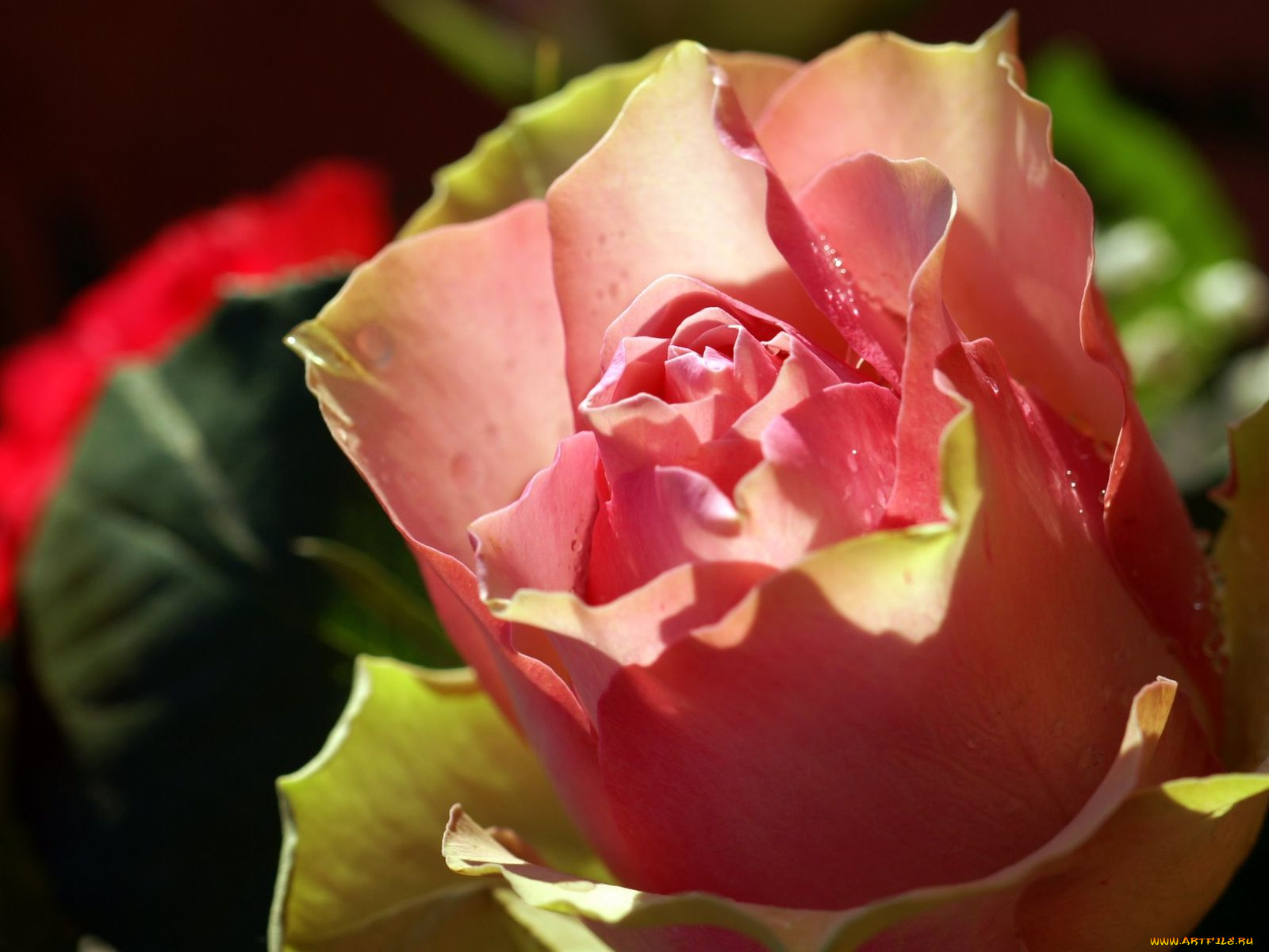 цветы, розы