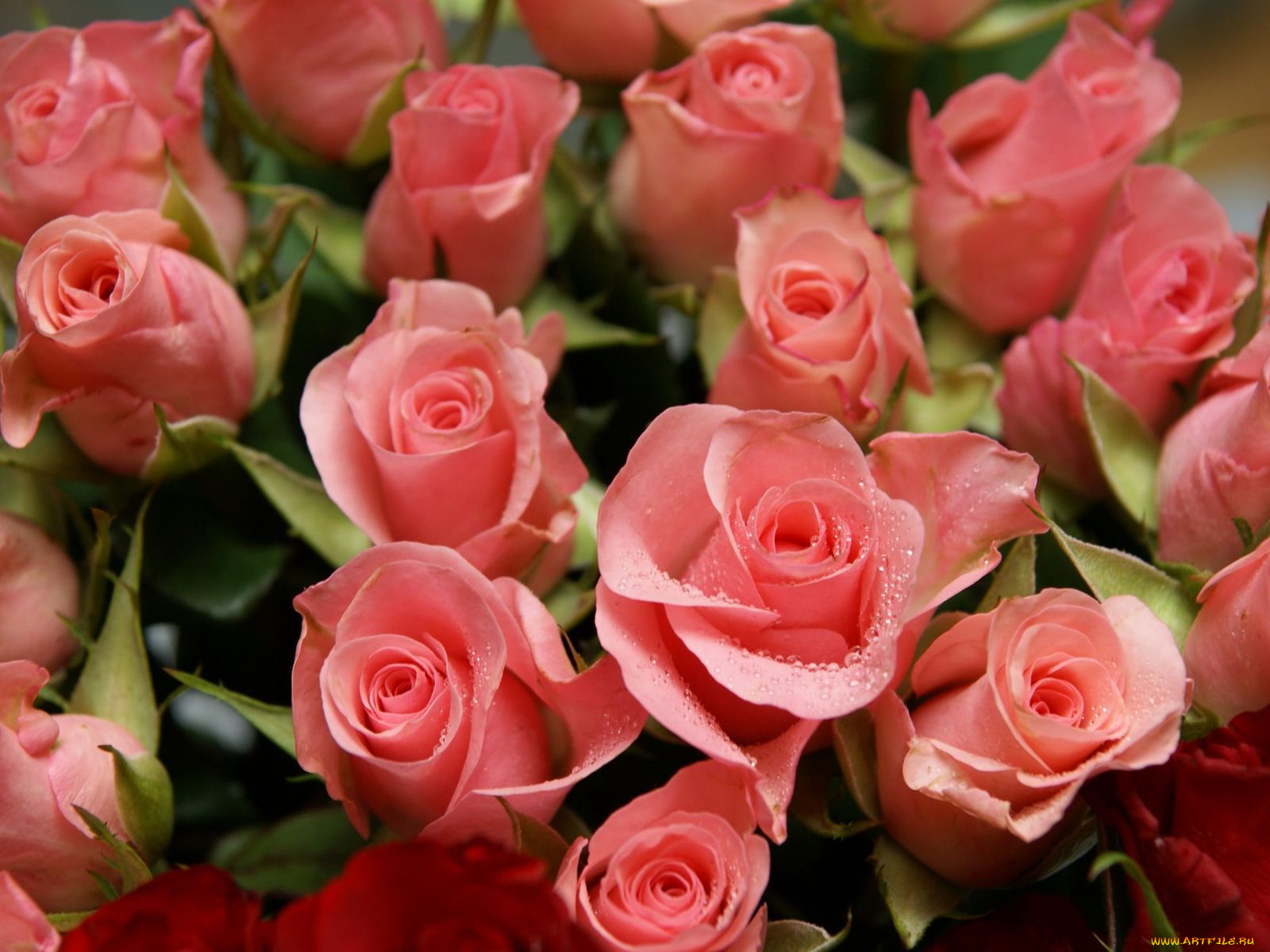 цветы, розы