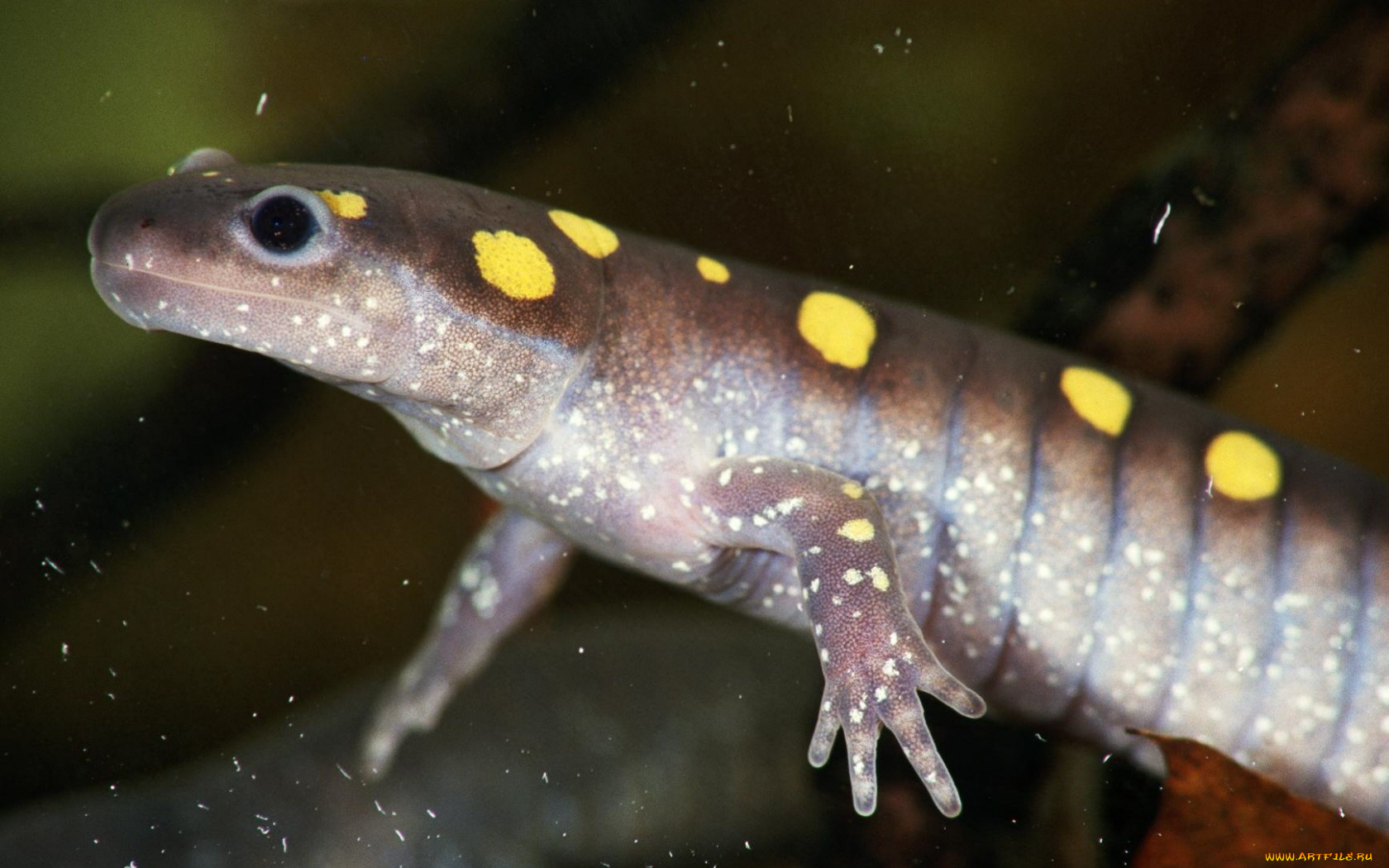 животные, Ящерицы, игуаны, вараны