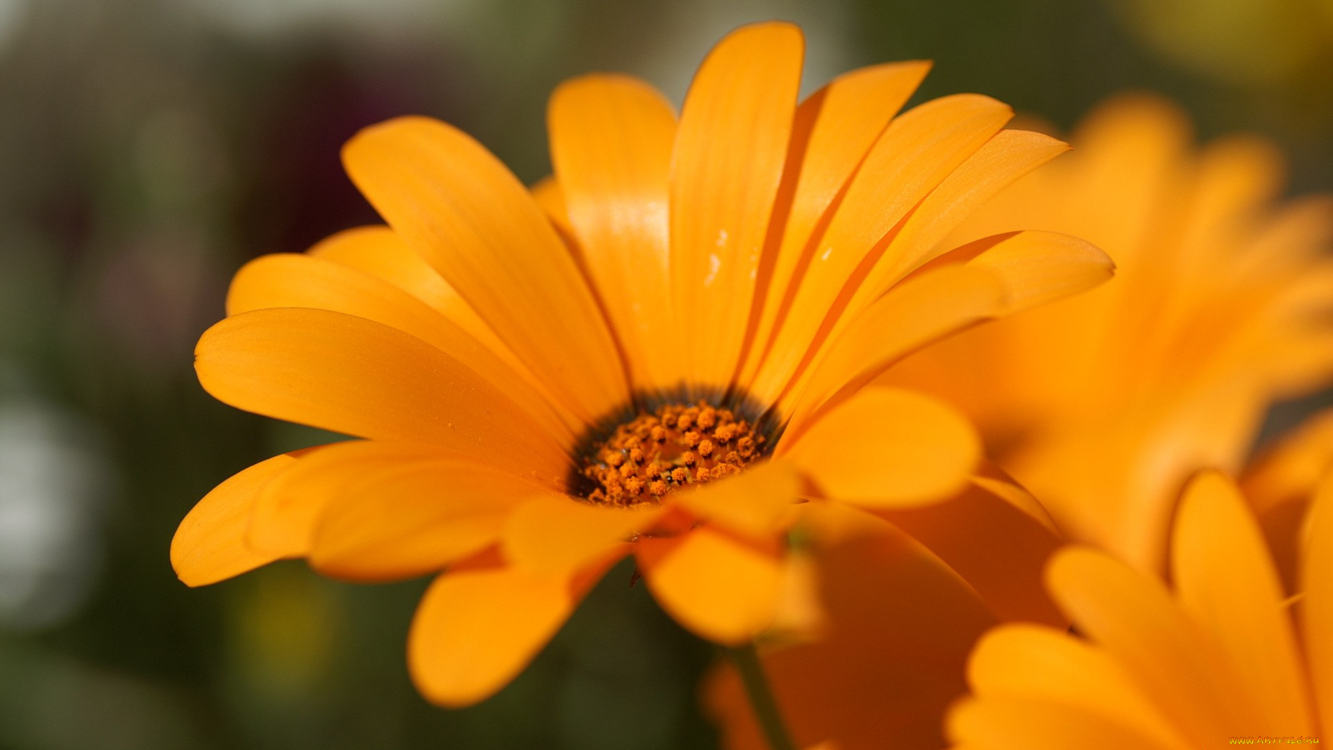 цветы, диморфотеки