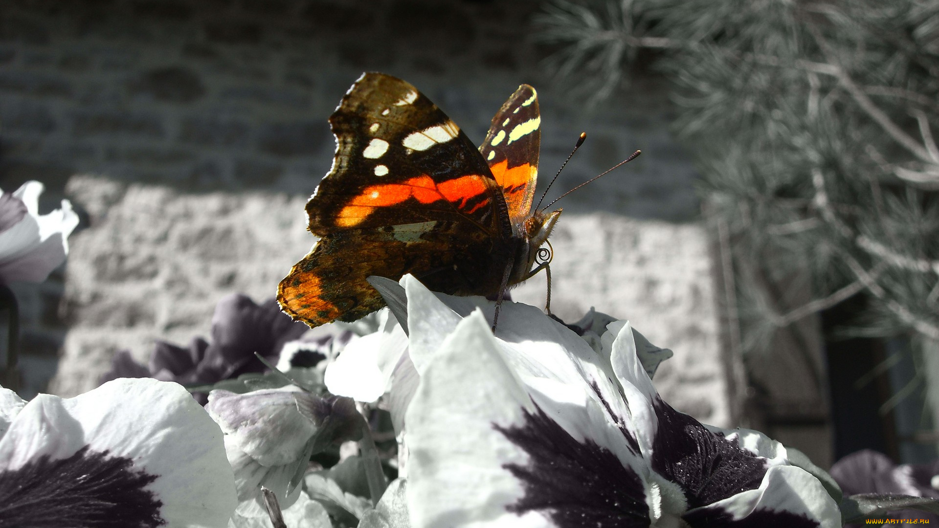 животные, бабочки